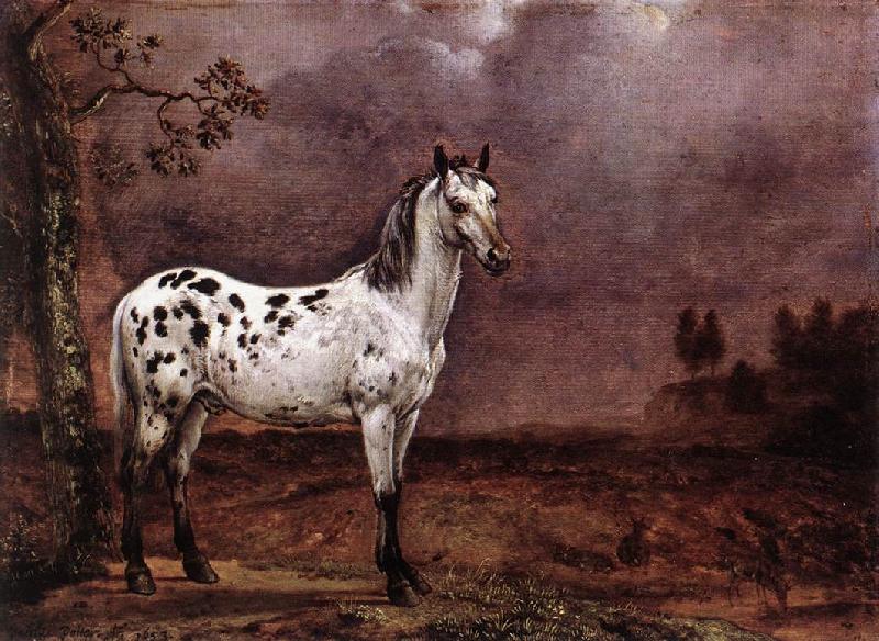 POTTER, Paulus The Spotted Horse af China oil painting art